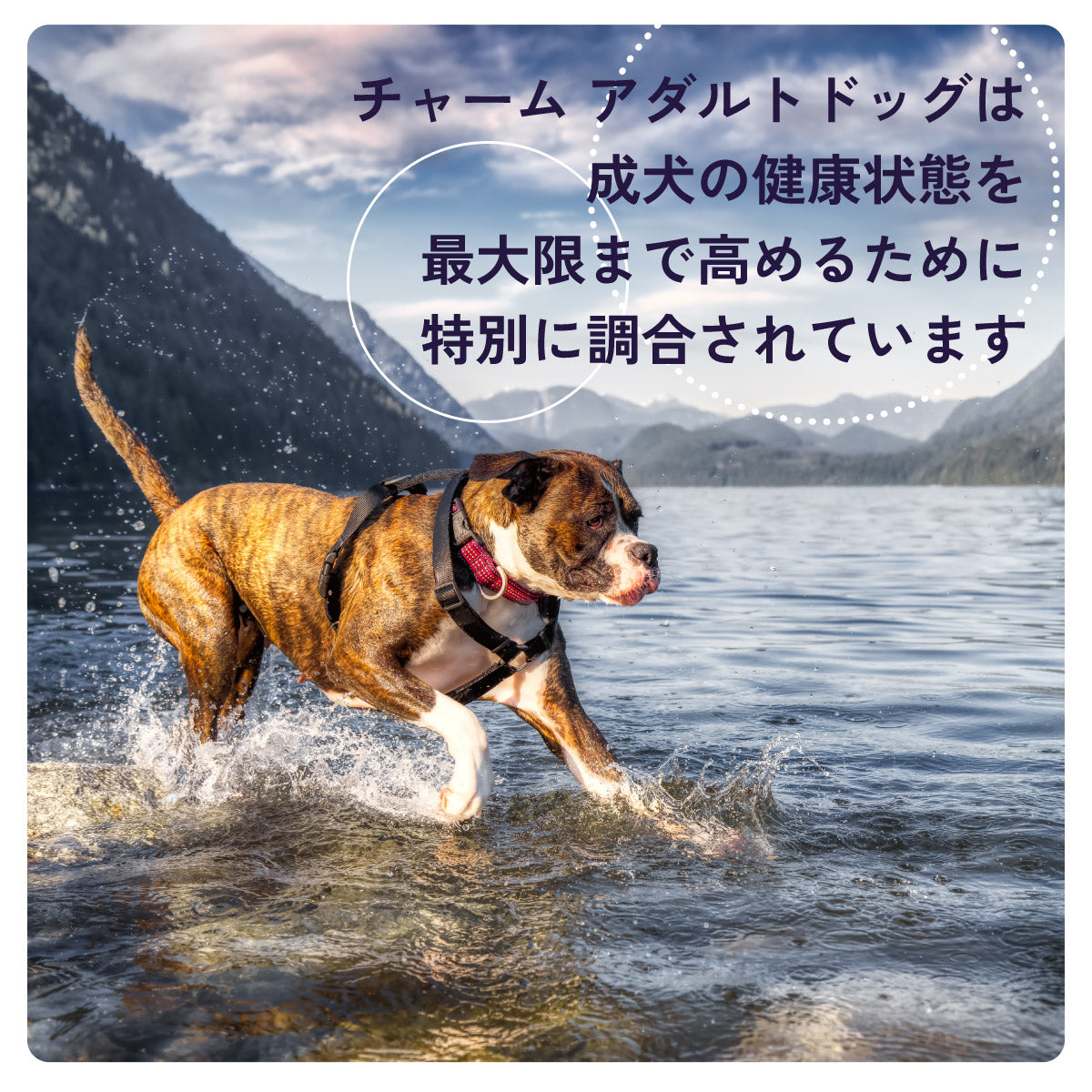 チャーム CHARM ドッグフード アダルトドッグ 成犬用 穀物不使用 1kg×12個セット