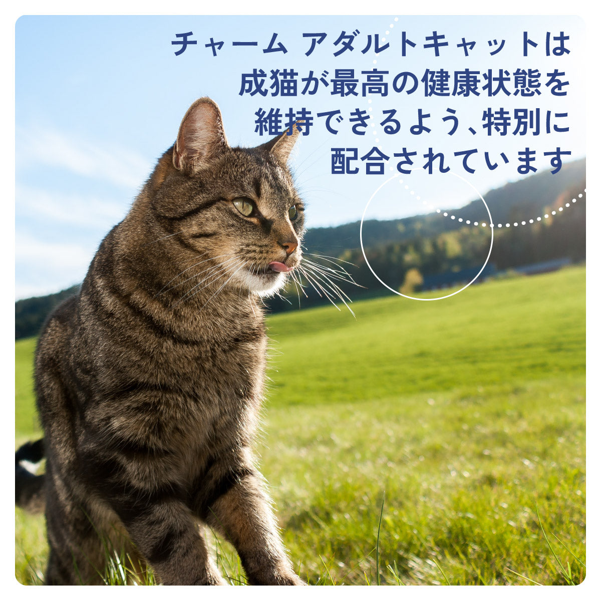 チャーム CHARM キャットフード アダルトキャット 成猫用 穀物不使用 1kg×12個セット