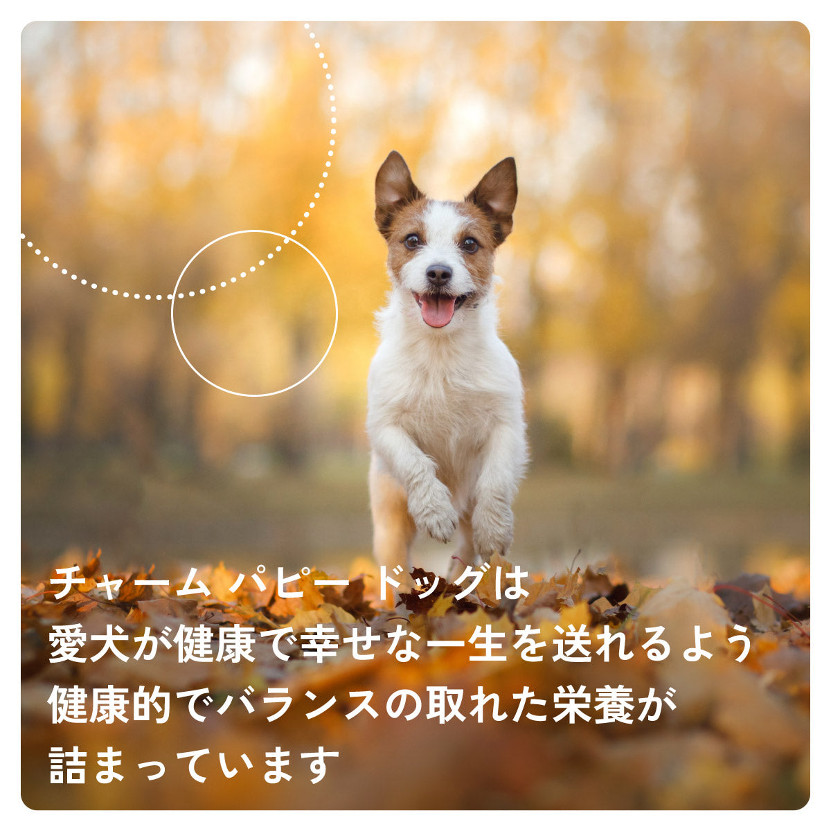 チャーム CHARM ドッグフード パピー 子犬用 穀物不使用 340g×36個セット
