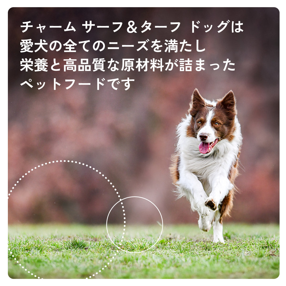 チャーム CHARM ドッグフード サーフ&ターフドッグ 全年齢用 穀物不使用 340g×36個セット