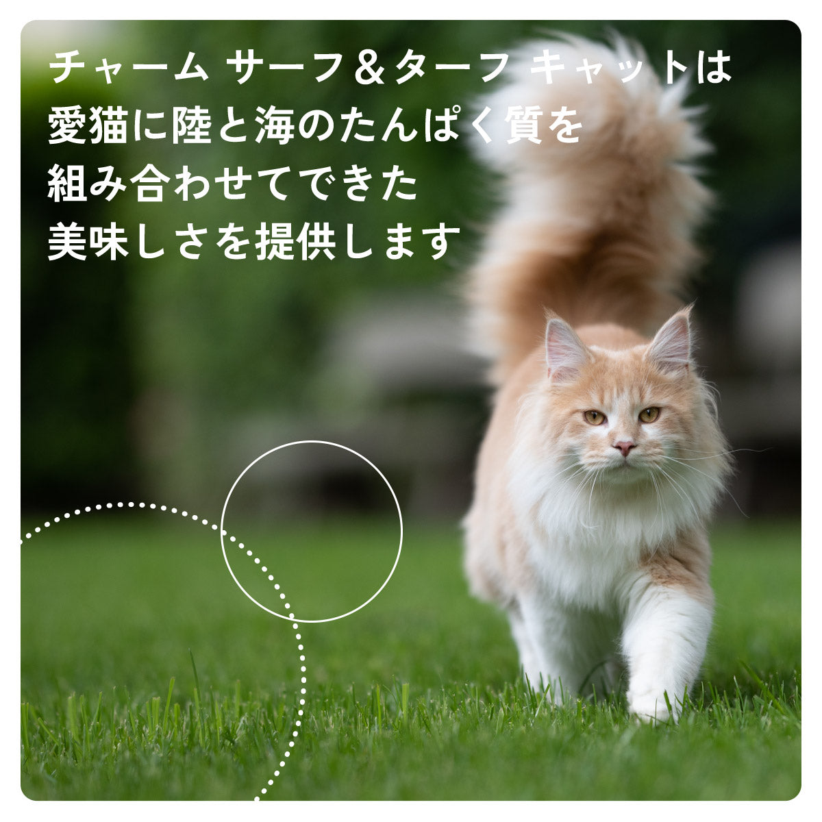 チャーム CHARM キャットフード サーフ&ターフキャット 全年齢用 穀物不使用 340g×36個セット
