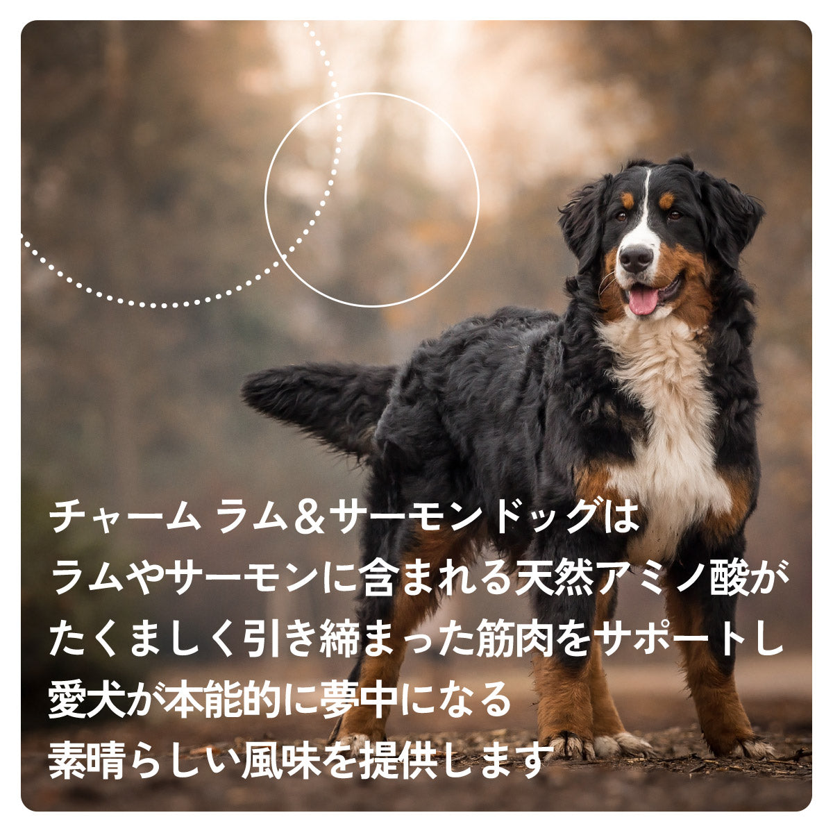 チャーム CHARM ドッグフード ラム&サーモンドッグ 全年齢用 穀物不使用 340g×36個セット