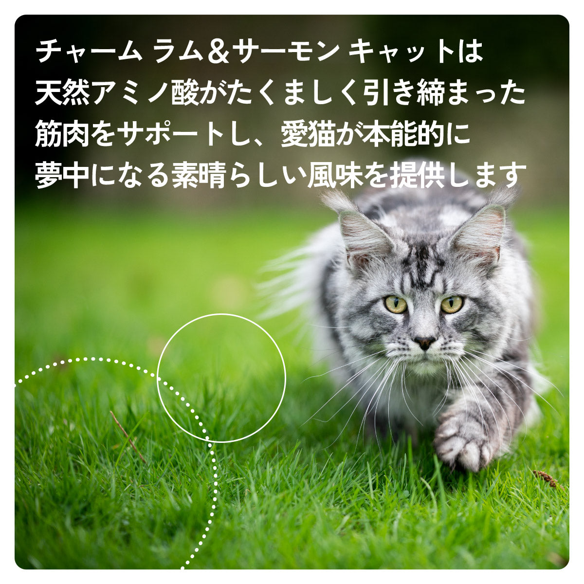 チャーム CHARM キャットフード ラム&サーモンキャット 全年齢用 穀物不使用 340g×36個セット