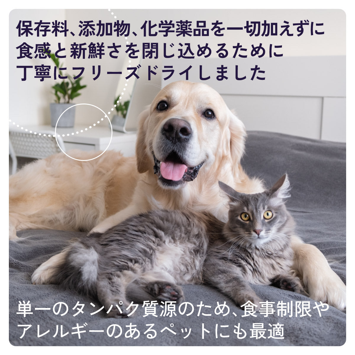 チャーム CHARM フリーズドライトリーツ まぐろキューブ&スッポン卵 犬猫兼用おやつ 40g×70個セット