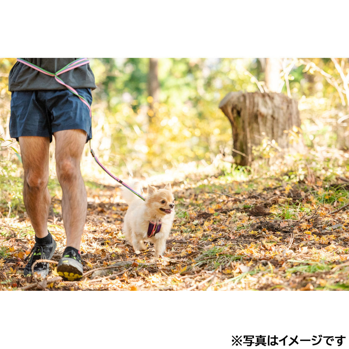 イージードッグ EZYDOG ロードランナーライト レッド【送料無料】