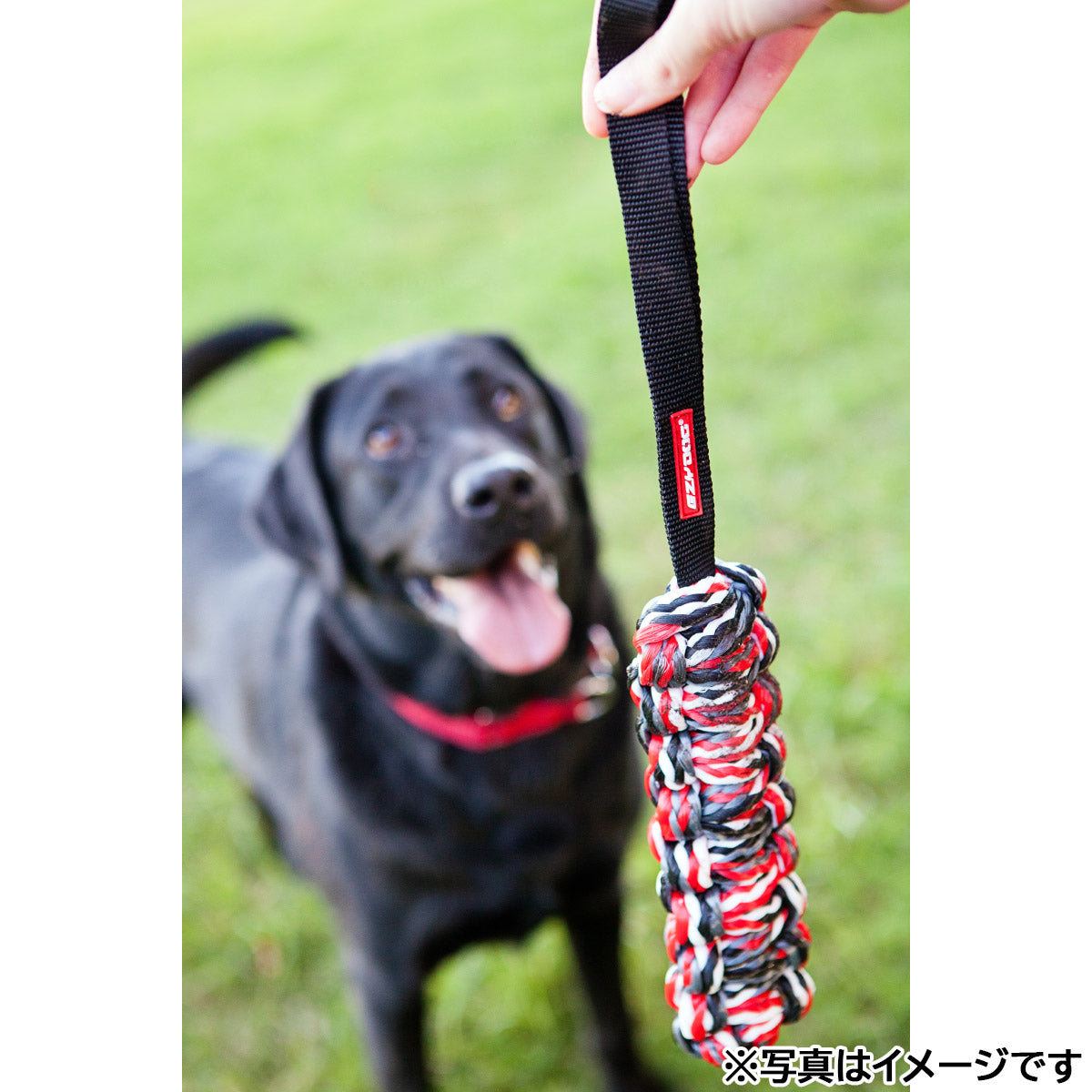 イージードッグ EZYDOG ビーバーテイル S