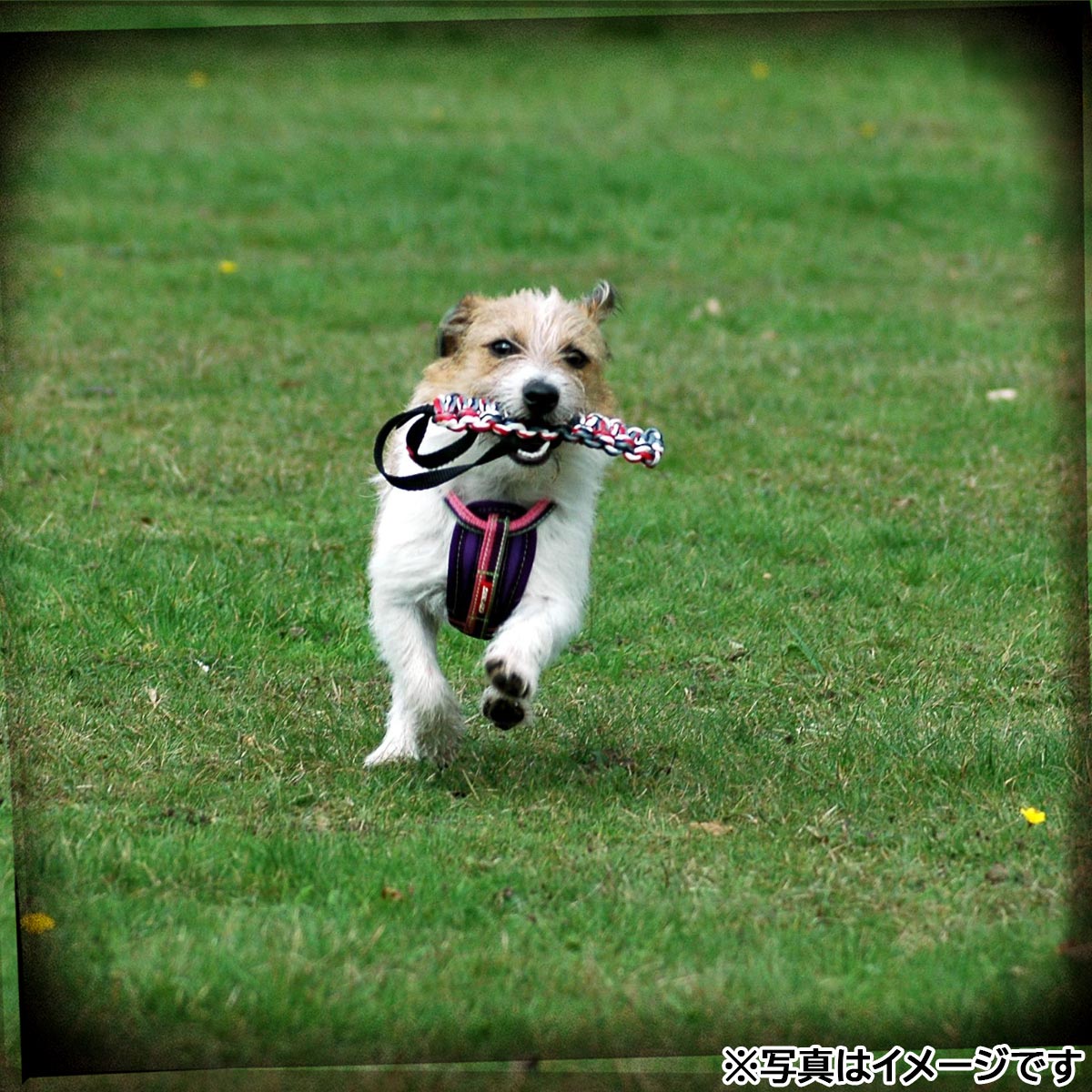 イージードッグ EZYDOG ビーバーテイル S