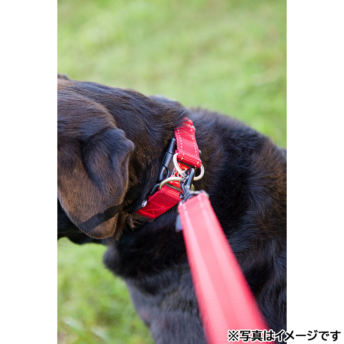 イージードッグ EZYDOG ダブルロックカラー XL グリーンカモ