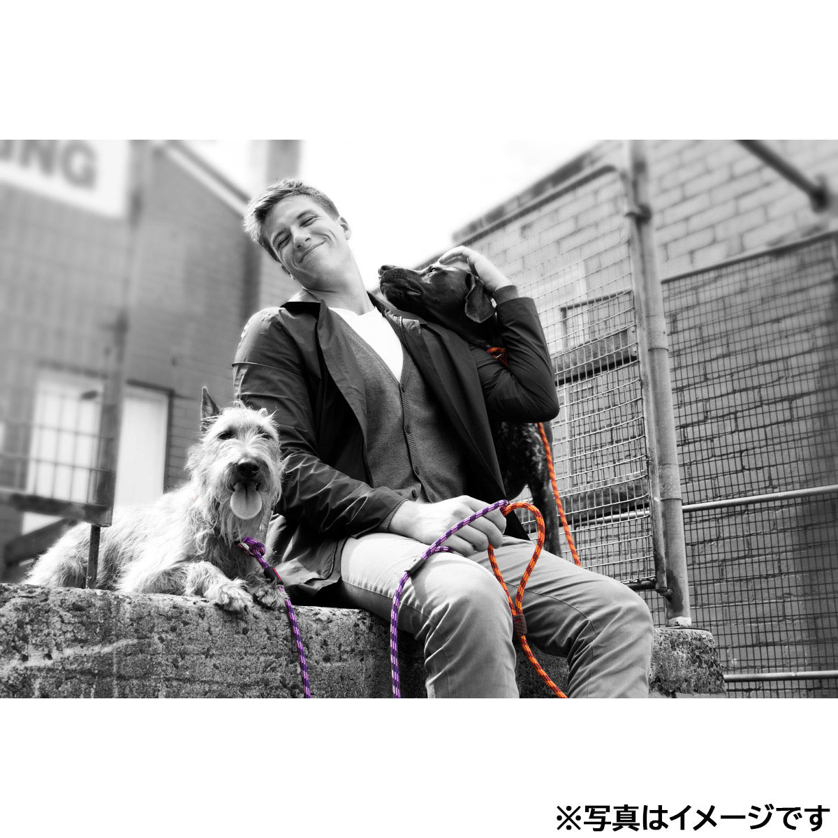 イージードッグ EZYDOG ルカリードライト オレンジ【送料無料】