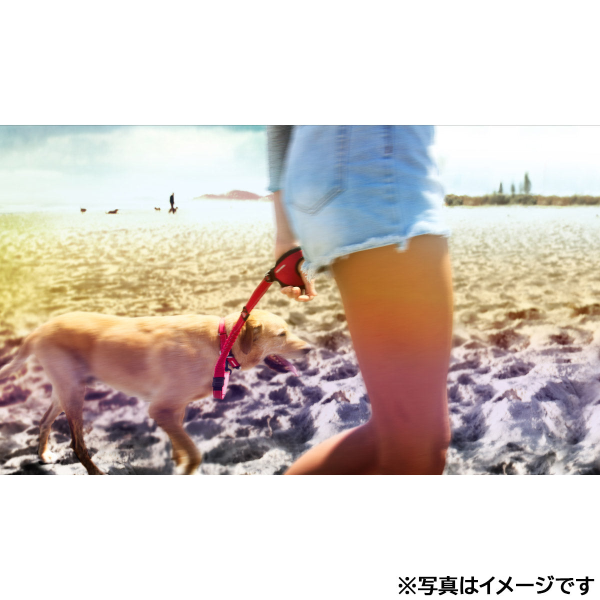 イージードッグ EZYDOG ハンディゼロショックリード ブラック【送料無料】