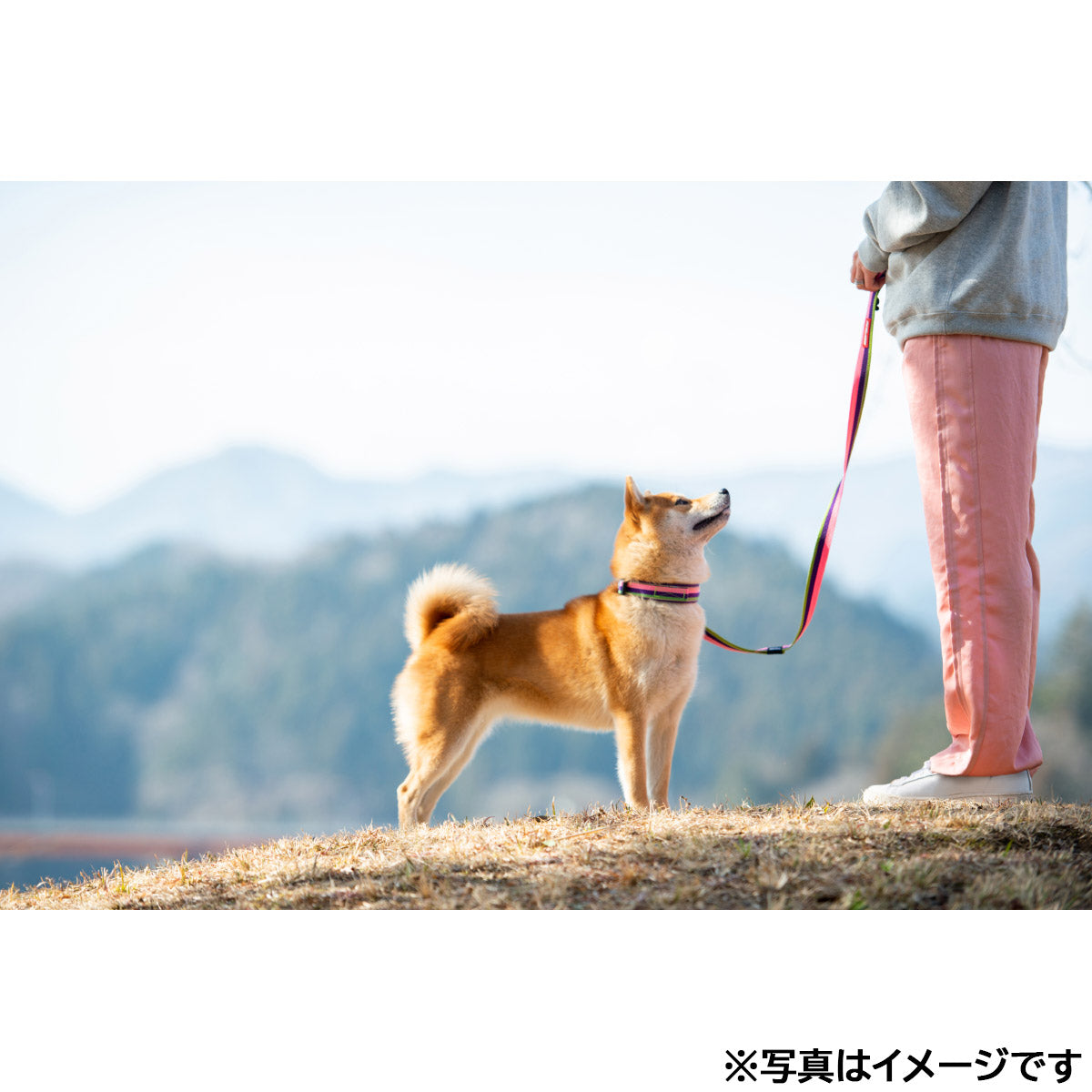 イージードッグ EZYDOG ソフトトレーナー ブラック【送料無料】