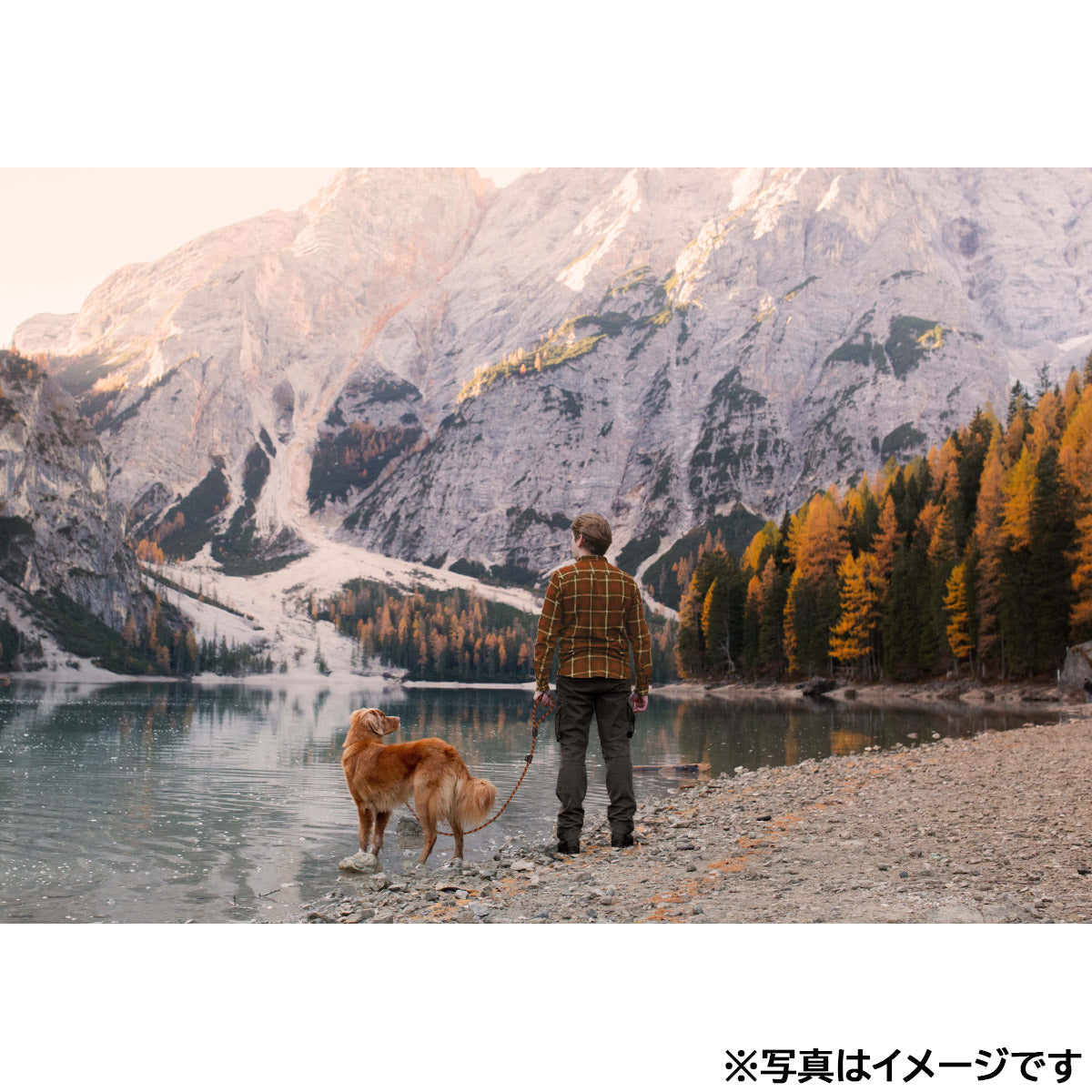 イージードッグ EZYDOG サミットリードライト パープル