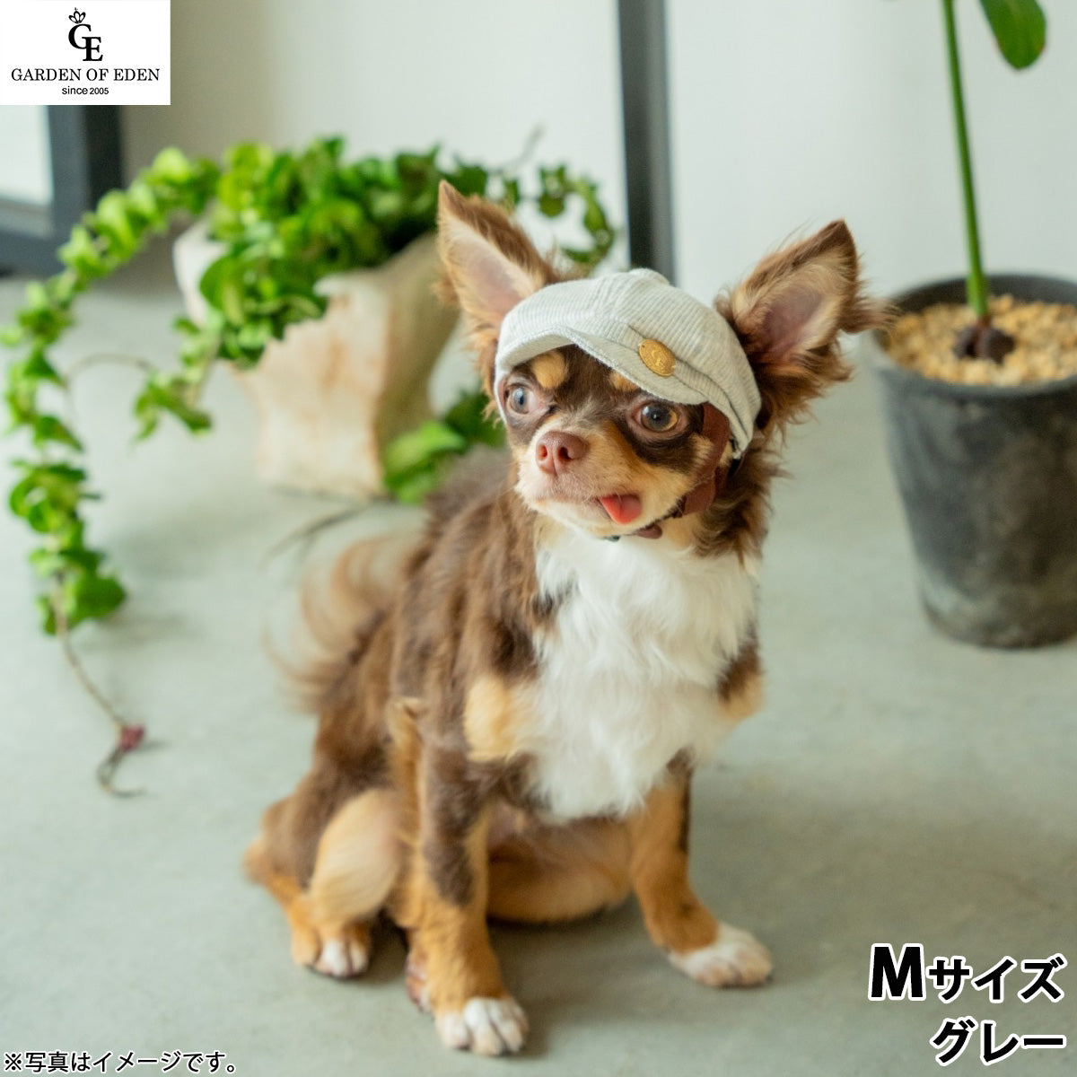犬の帽子 ガーデンオブエデン オーガニックコットンキャスケット M グレー【送料無料】