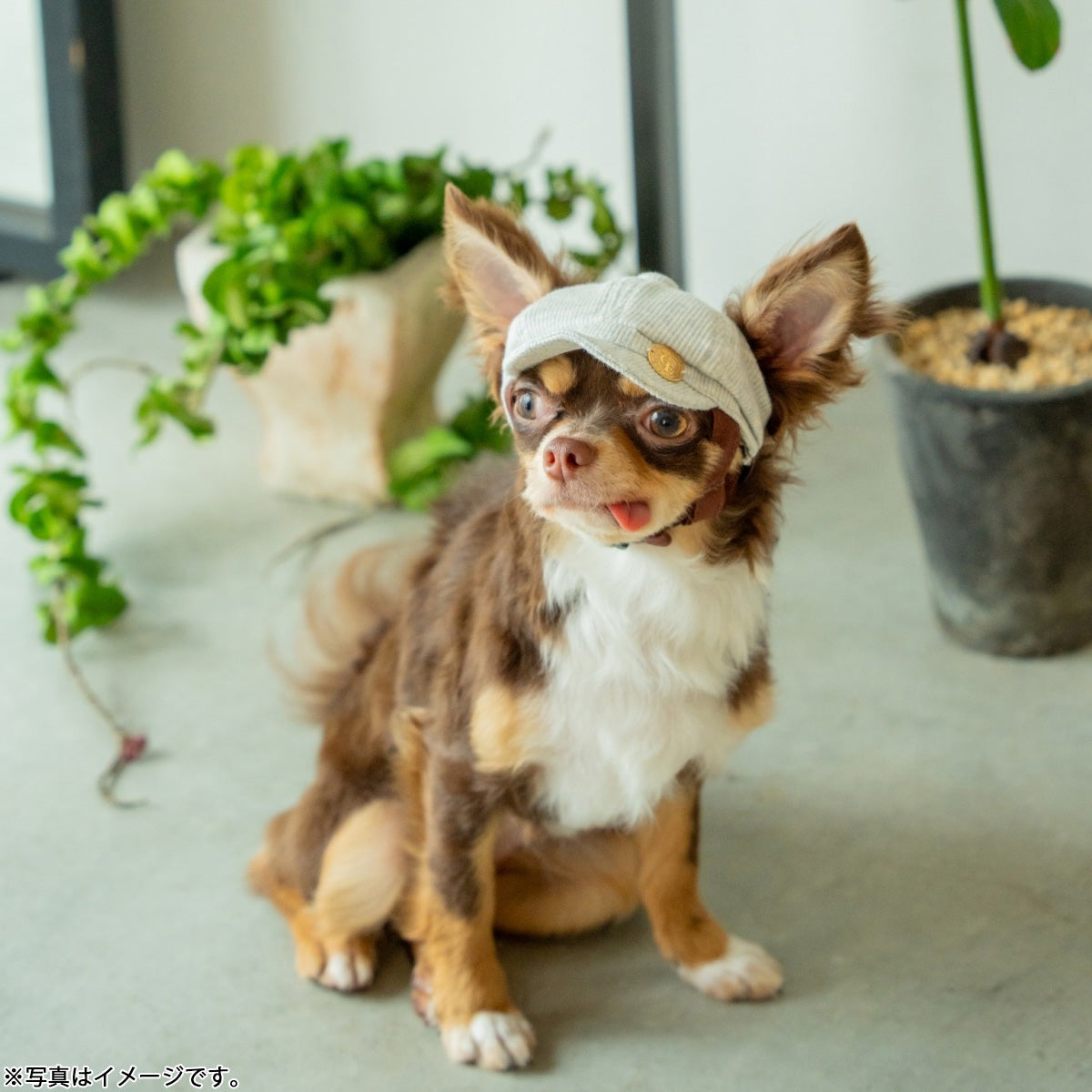 犬の帽子 ガーデンオブエデン オーガニックコットンキャスケット S グレー【送料無料】