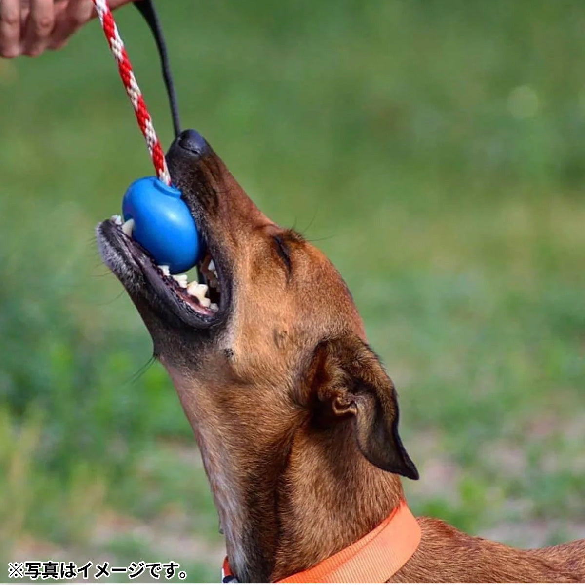 ソダパップ USA-K9 タグトイ チェリーボム M ブルー