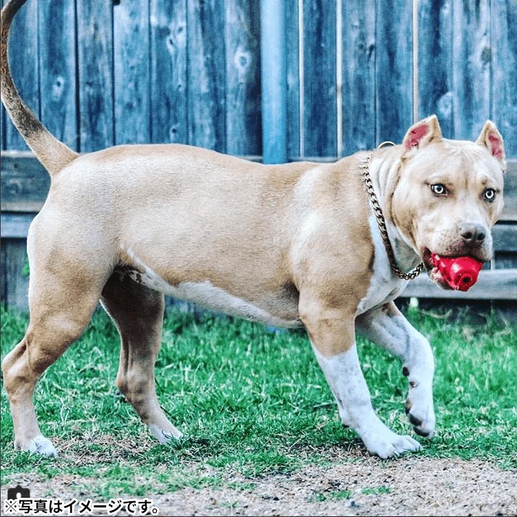 ソダパップ チュートイ&トリートディスペンサー USA-K9 パピー グレネード L ピンク【送料無料】