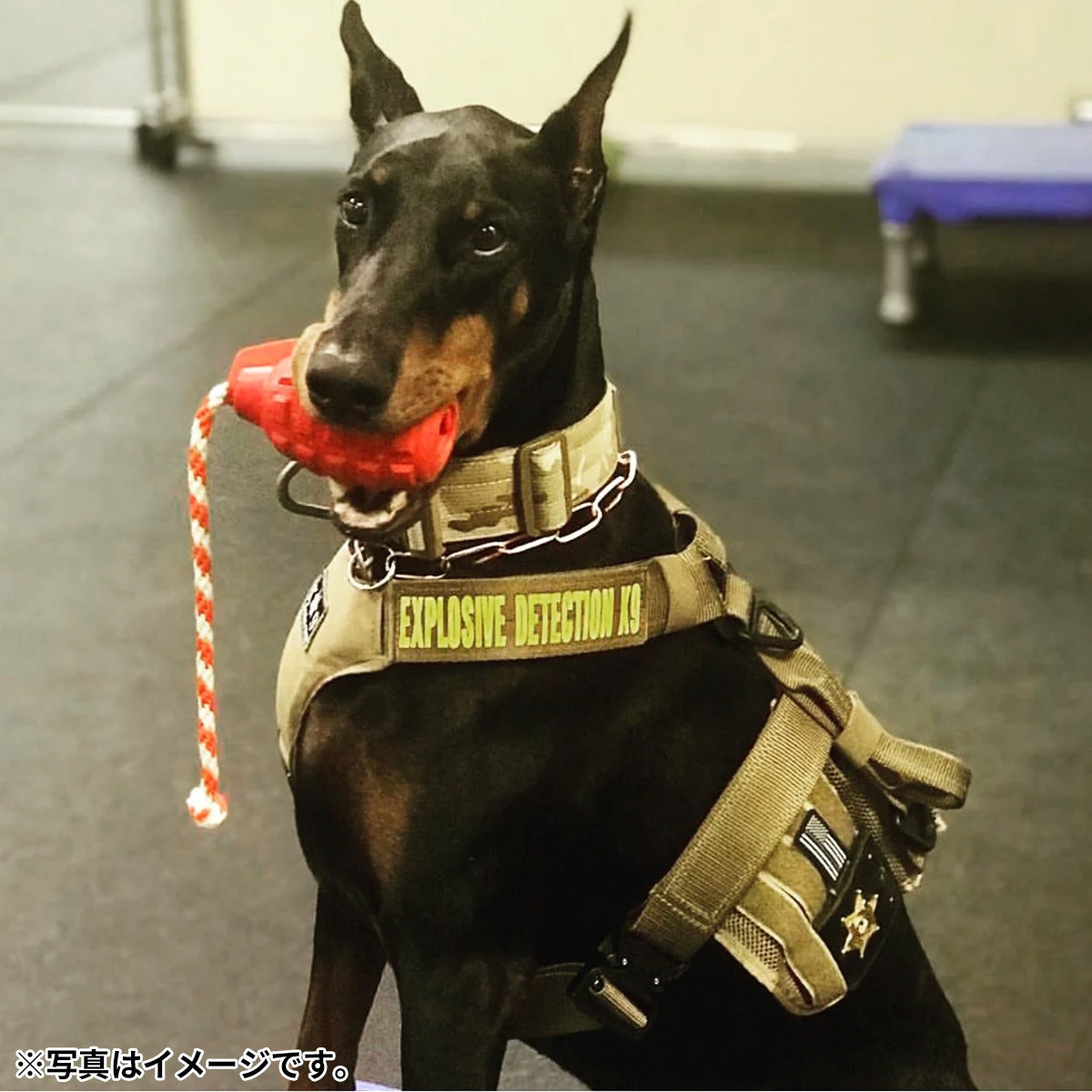 ソダパップ USA-K9 タグトイ マグナムグレネード L ブラック【送料無料】