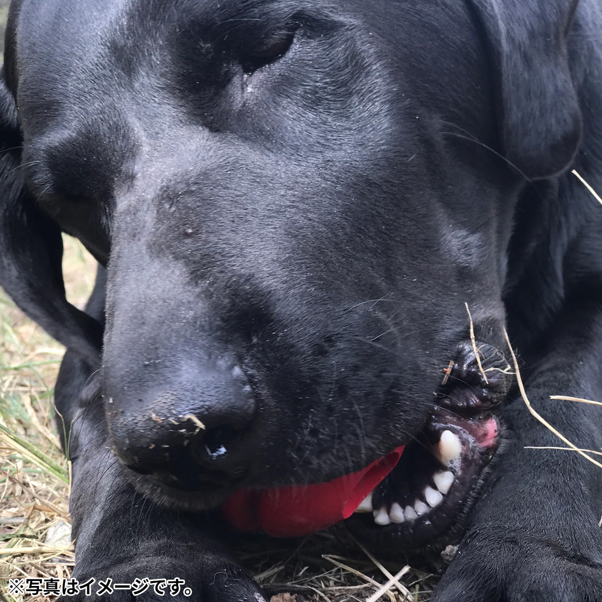 ソダパップ USA-K9 ウルトラダブル スター&ストライプス レッド【送料無料】