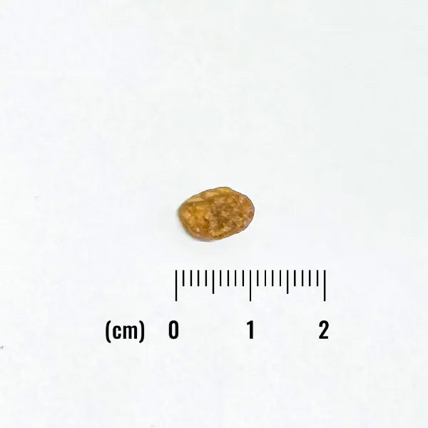 ナチュラルバランス キャットフード LID グレインフリー 成猫用 ダック&グリーンピース 1.8kg