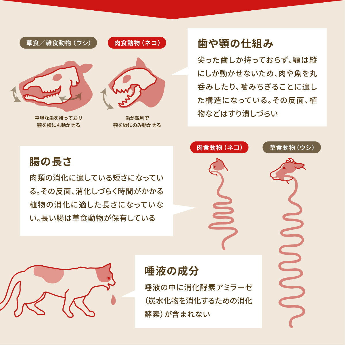 オリジン Orijen キャットフード オリジナル キャット 全猫種 全年齢用 穀物不使用 1.8kg×8個セット