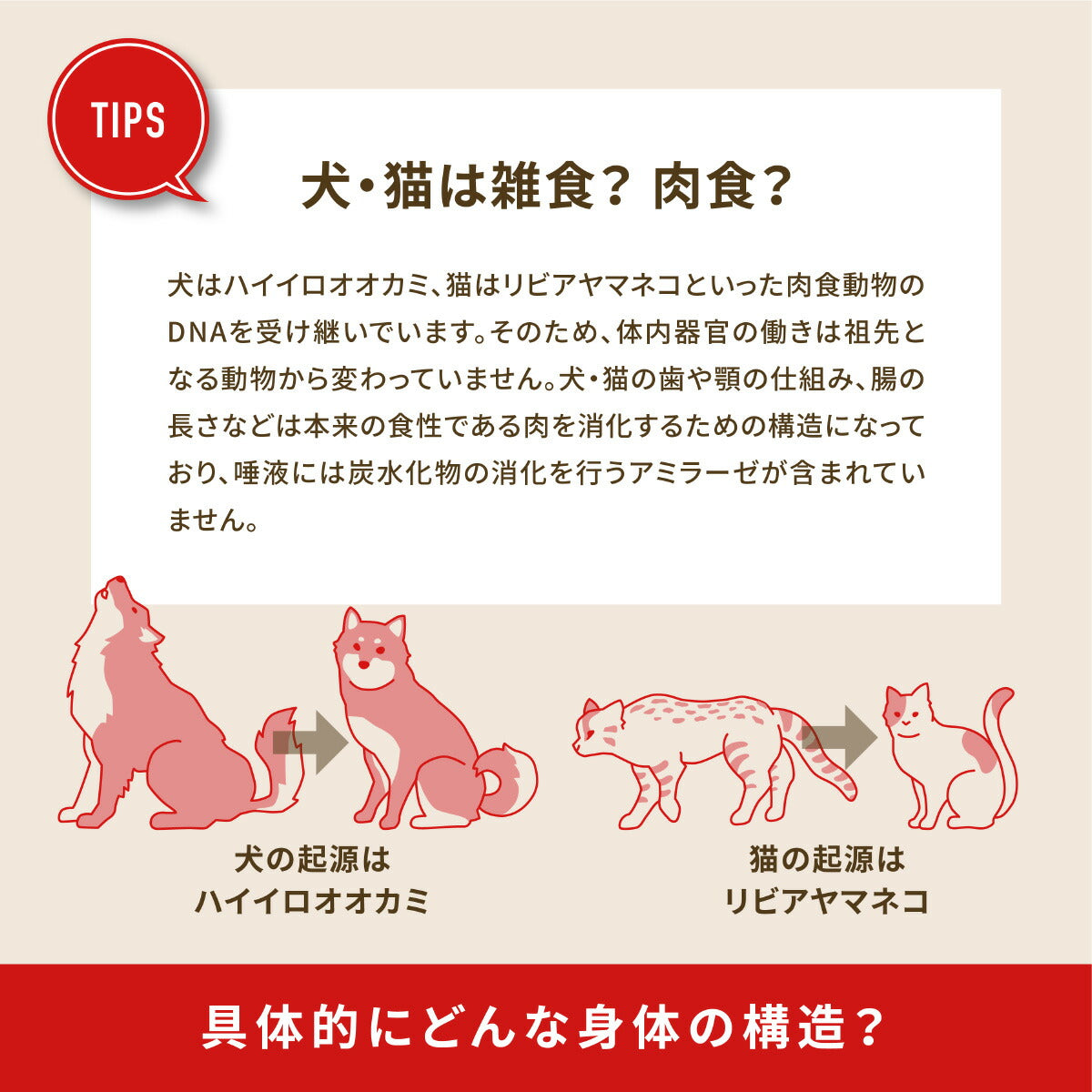 オリジン Orijen キャットフード キトゥン 全猫種 子猫用 穀物不使用 1.8kg×8個セット