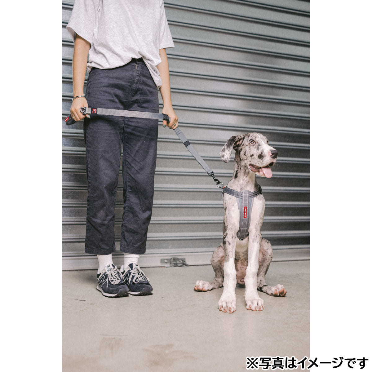 イージードッグ EZYDOG ハーネス XXS レッド【送料無料】