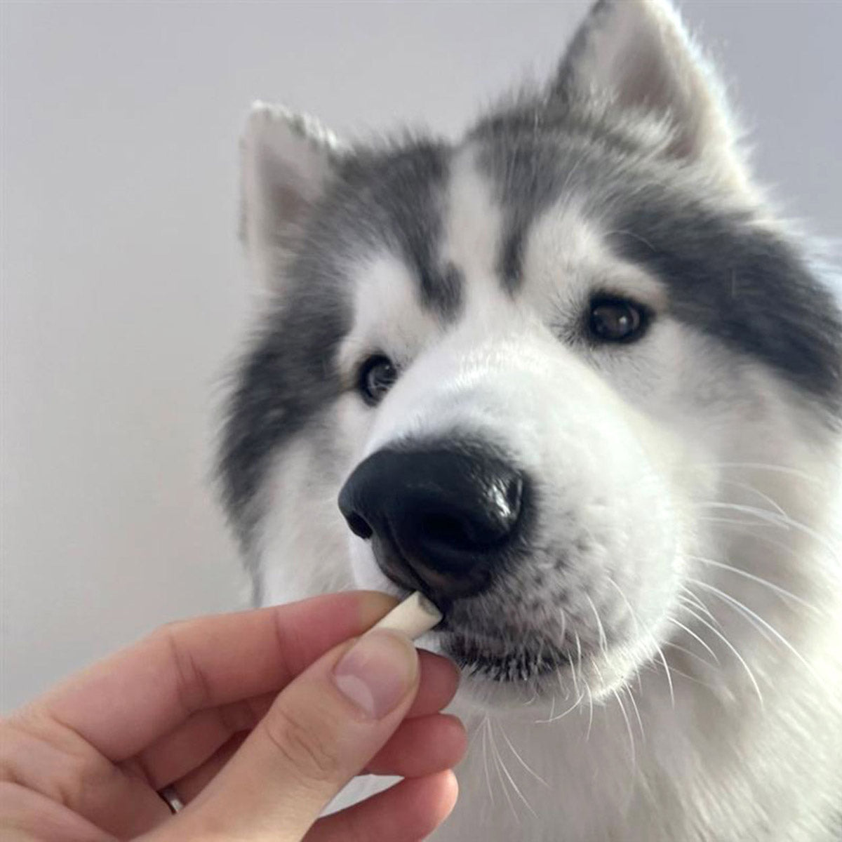 ペティオ 犬用おやつ 素材そのまま フリーズドライ ヤギミルク&ササミ 25g