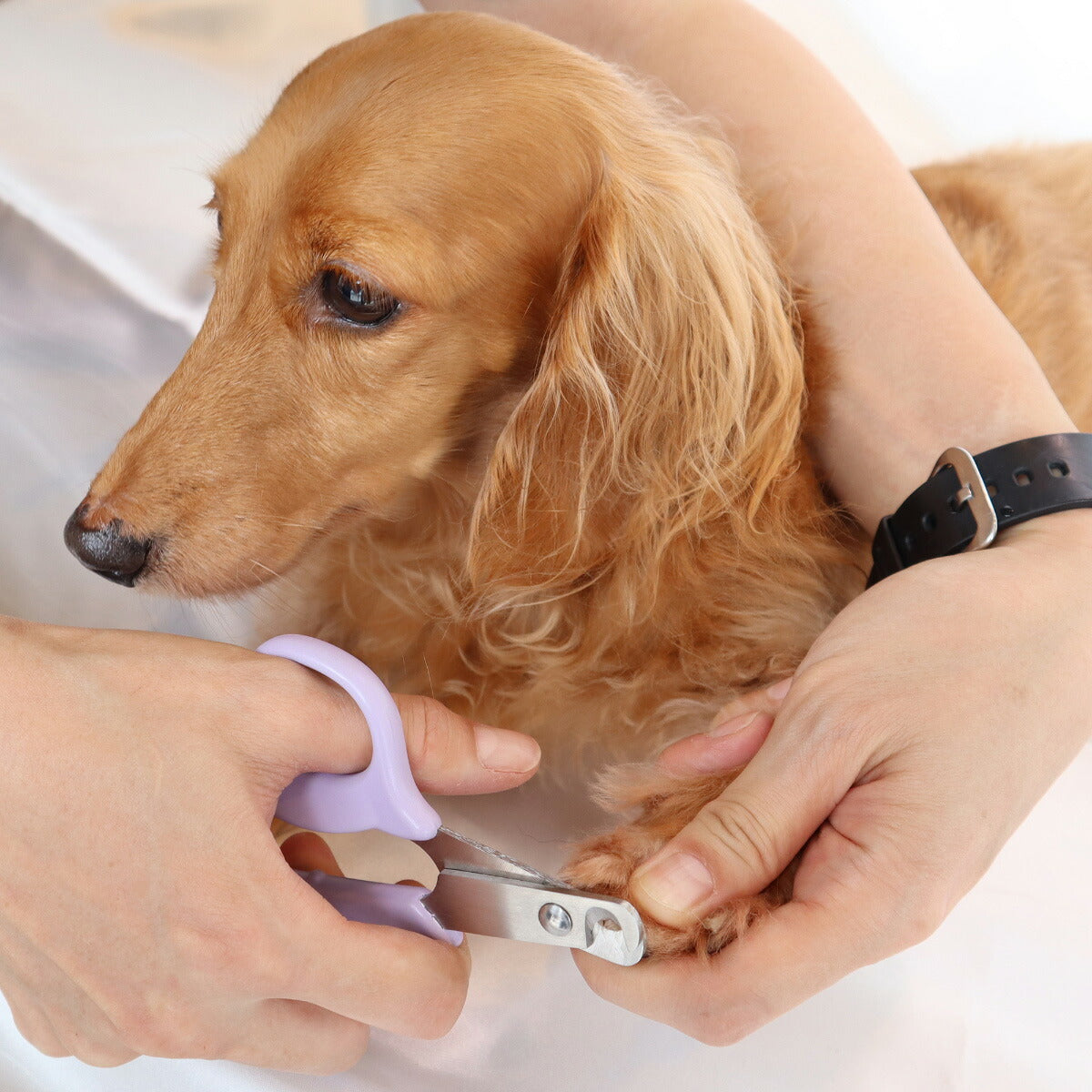 ペッツルート やさしい犬用爪切り