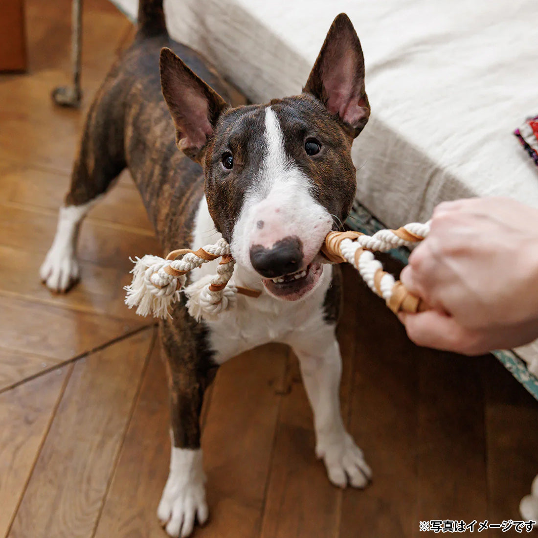 ファッド FAD レザー&コットントイ ダブルタグ 犬用おもちゃ