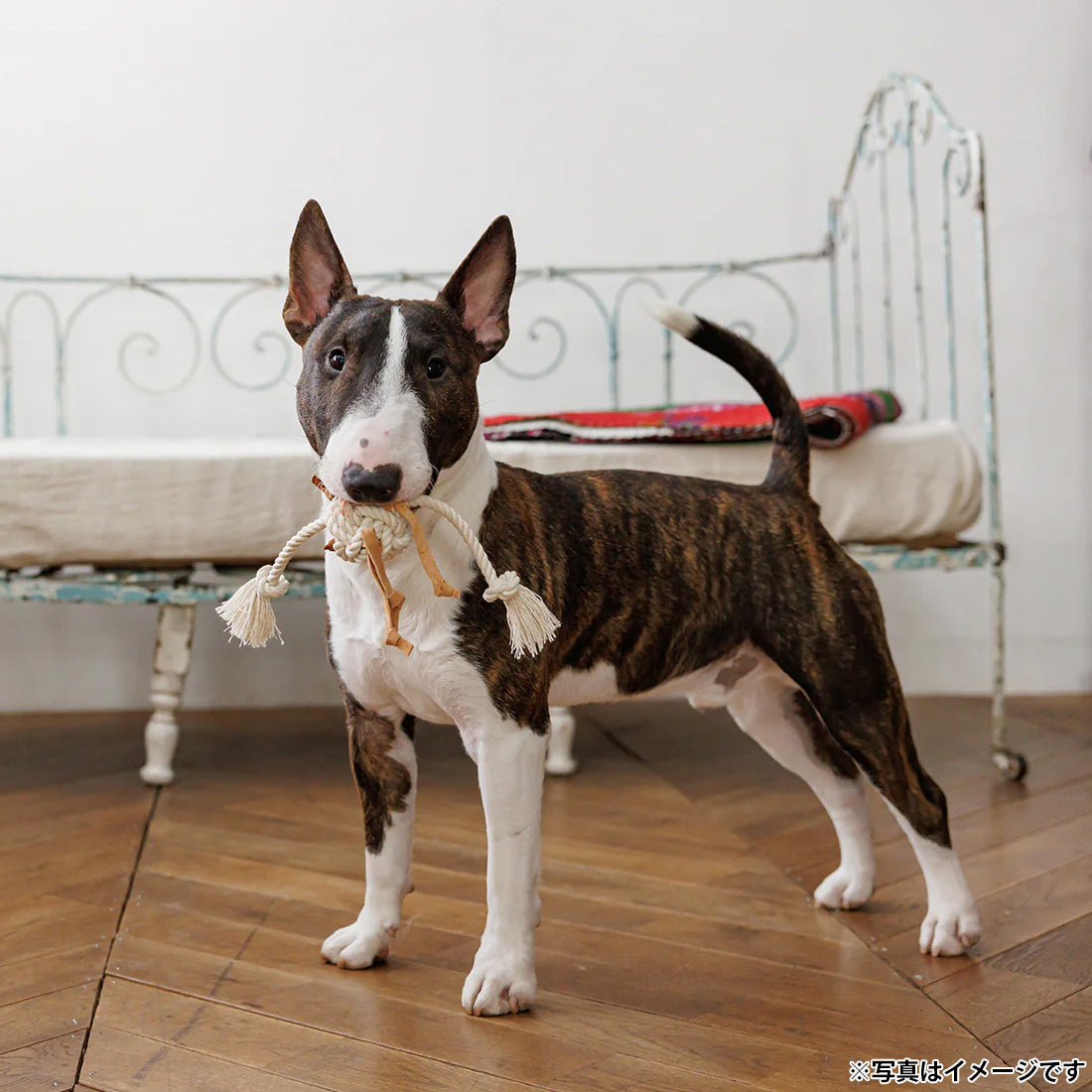 ファッド FAD レザー&コットントイ ラグボール 犬用おもちゃ