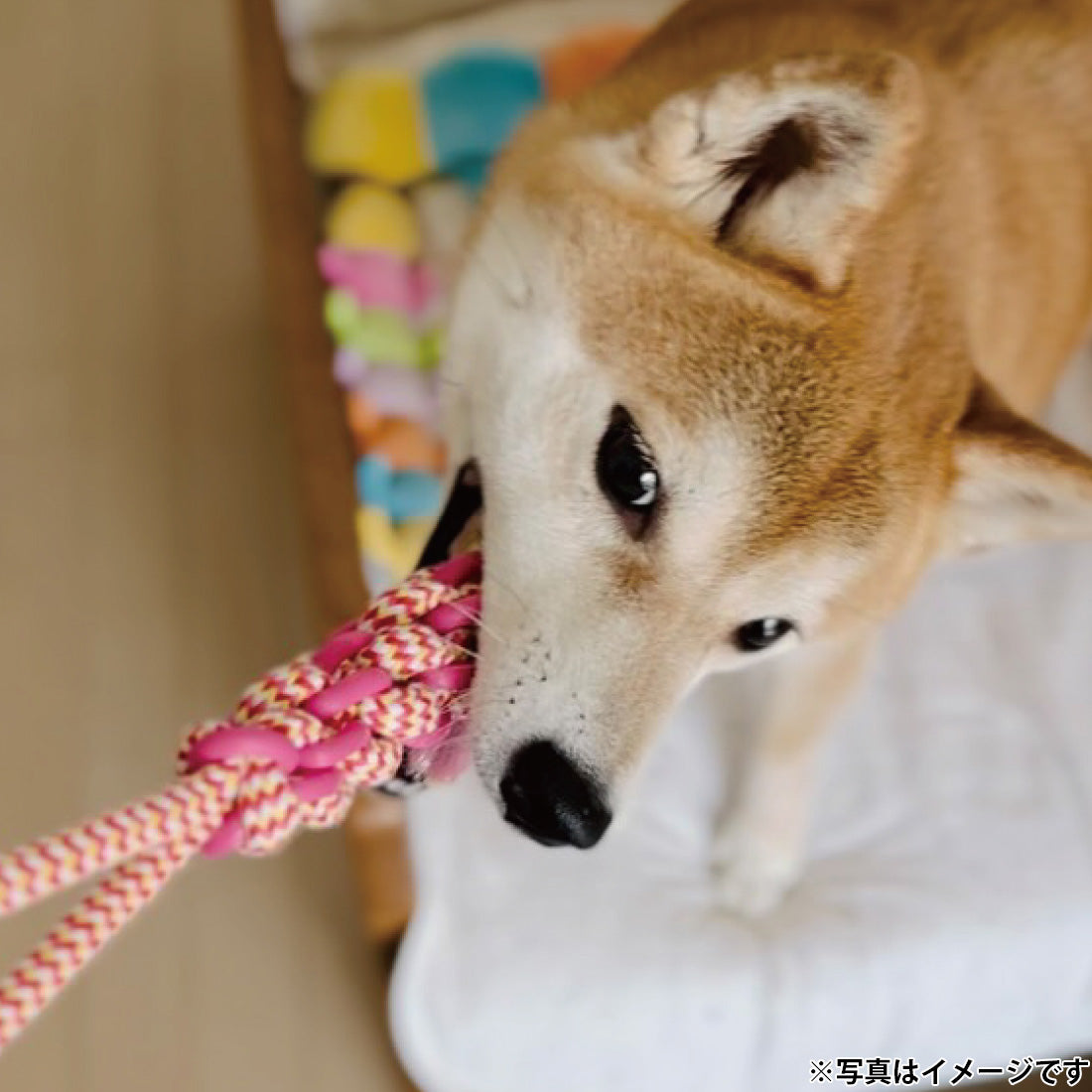 プラッツ PLATZ パピーズチョイス ツインロープ タグ 犬用おもちゃ ブルー