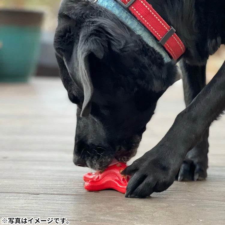 ソダパップ ナイロントイ スターフィッシュ レッド