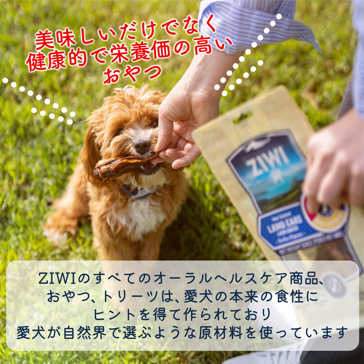 ジウィ ZIWI ドッグトリーツ ベニソン ラング&キドニー 60g×10個セット