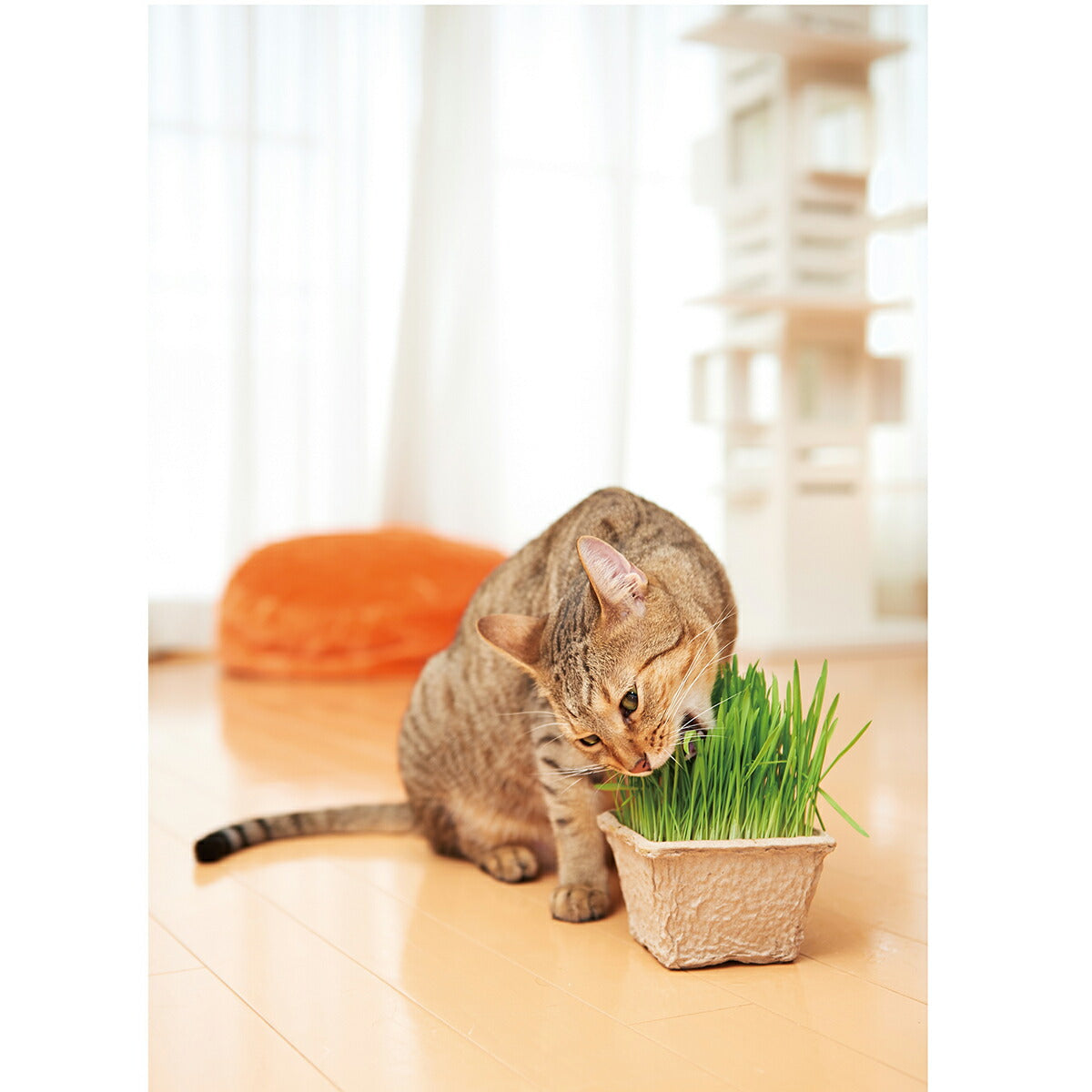 エイムクリエイツ GREEN Labo Dog & Cat grass Seeds 犬と猫が好きな草のタネ 200g