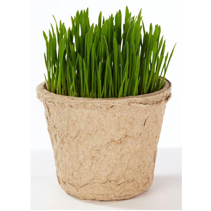 エイムクリエイツ GREEN Labo Dog & Cat grassSet 犬と猫が好きな草 栽培セット