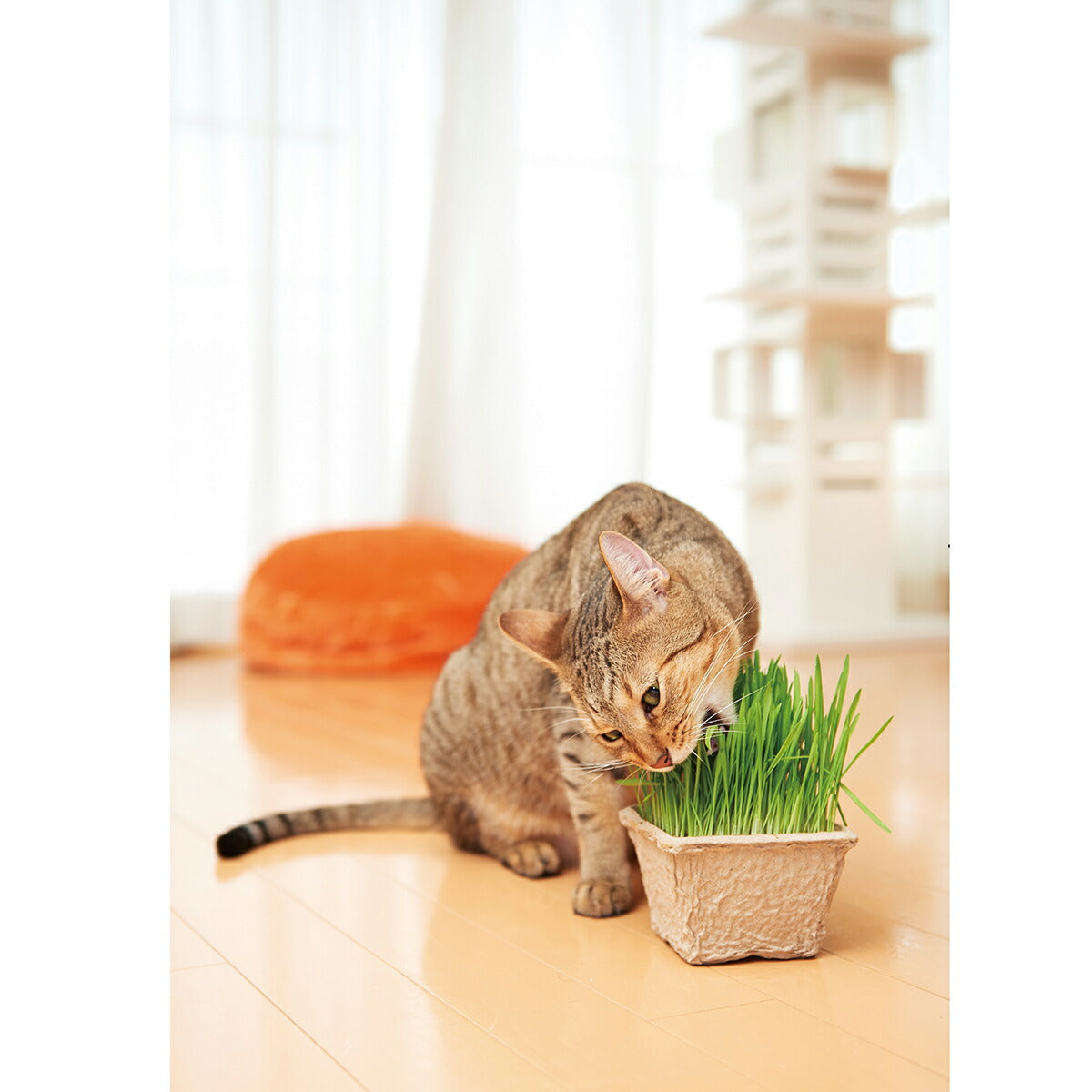 エイムクリエイツ GREEN Labo Dog & Cat grassSet 犬と猫が好きな草 栽培セット