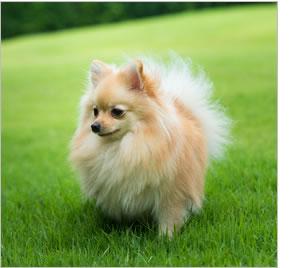 APDC ボリュームアップコンディショナー 500ml(A.P.D.C.)(エーピーディーシー) 犬用品/ペットグッズ/ペット用品