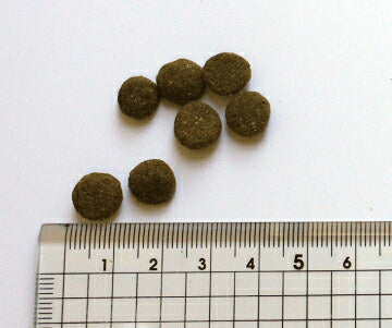 ブラックウッド BLACKWOOD ドッグフード 3000 980g 成犬・高齢犬用 無添加