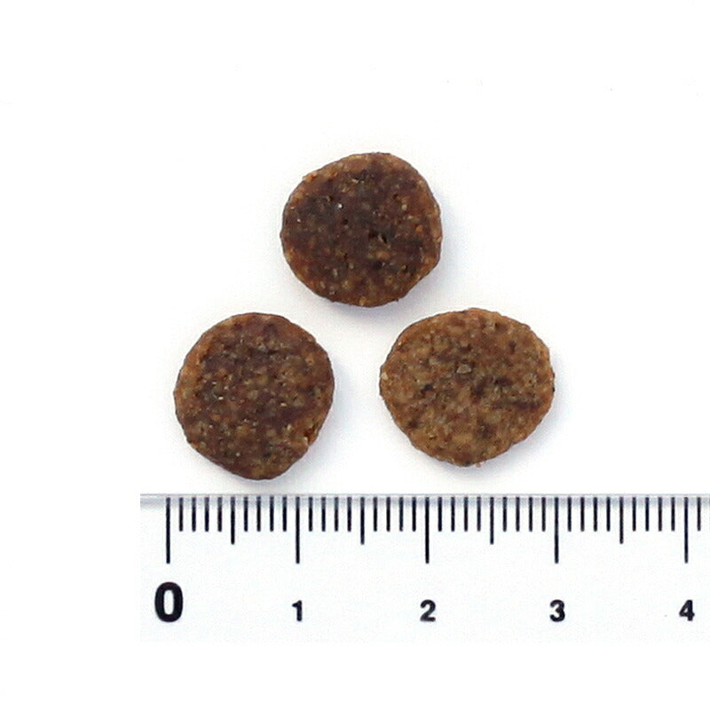 ブラックウッド BLACKWOOD ドッグフード グレインフリー ターキー 1kg 成犬・高齢犬用 穀物不使用 無添加