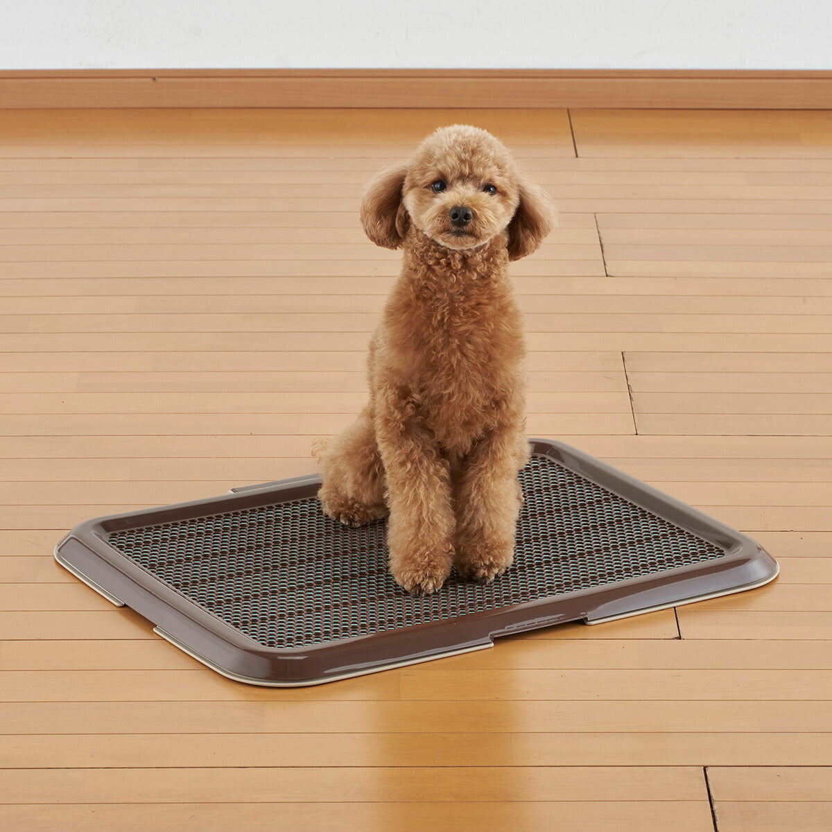 ボンビアルコン 薄型しつけるトレー M ブウラン トイレトレー トイレトレーニング 犬用トイレ メッシュカバー
