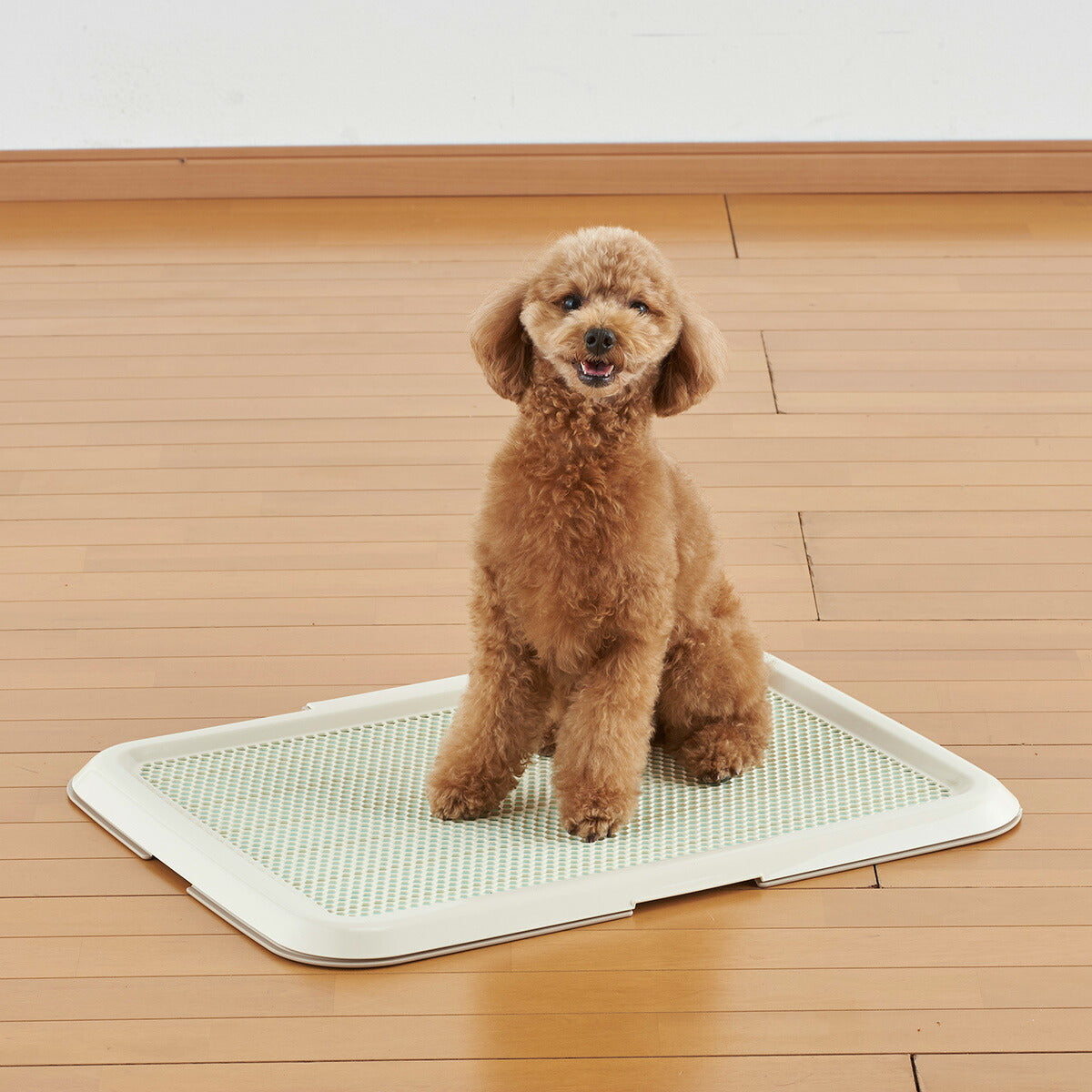 ボンビアルコン 薄型しつけるトレー M アイボリー トイレトレー トイレトレーニング 犬用トイレ メッシュカバー