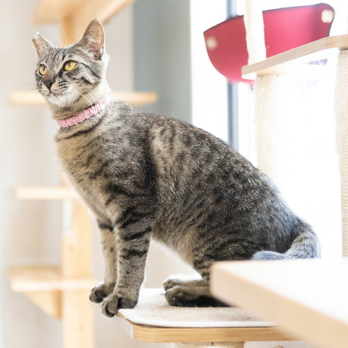 ペタプラス にゃんくるバンド(ちりめん) 猫・小型犬用 ネックバンド L 無地ピンク【送料無料】