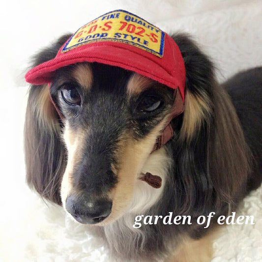 犬の帽子 ワッペン付きツイルキャップ 犬用品/ペットグッズ/ペット用品 楽天BOX受取対象商品