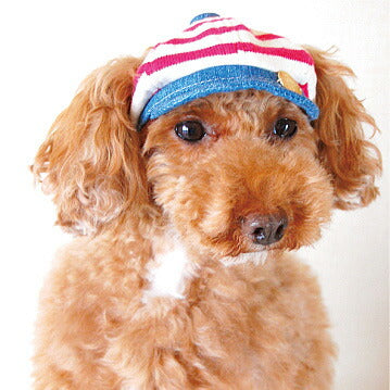 犬の帽子 マリンボーダー キャスケット 楽天BOX受取対象商品