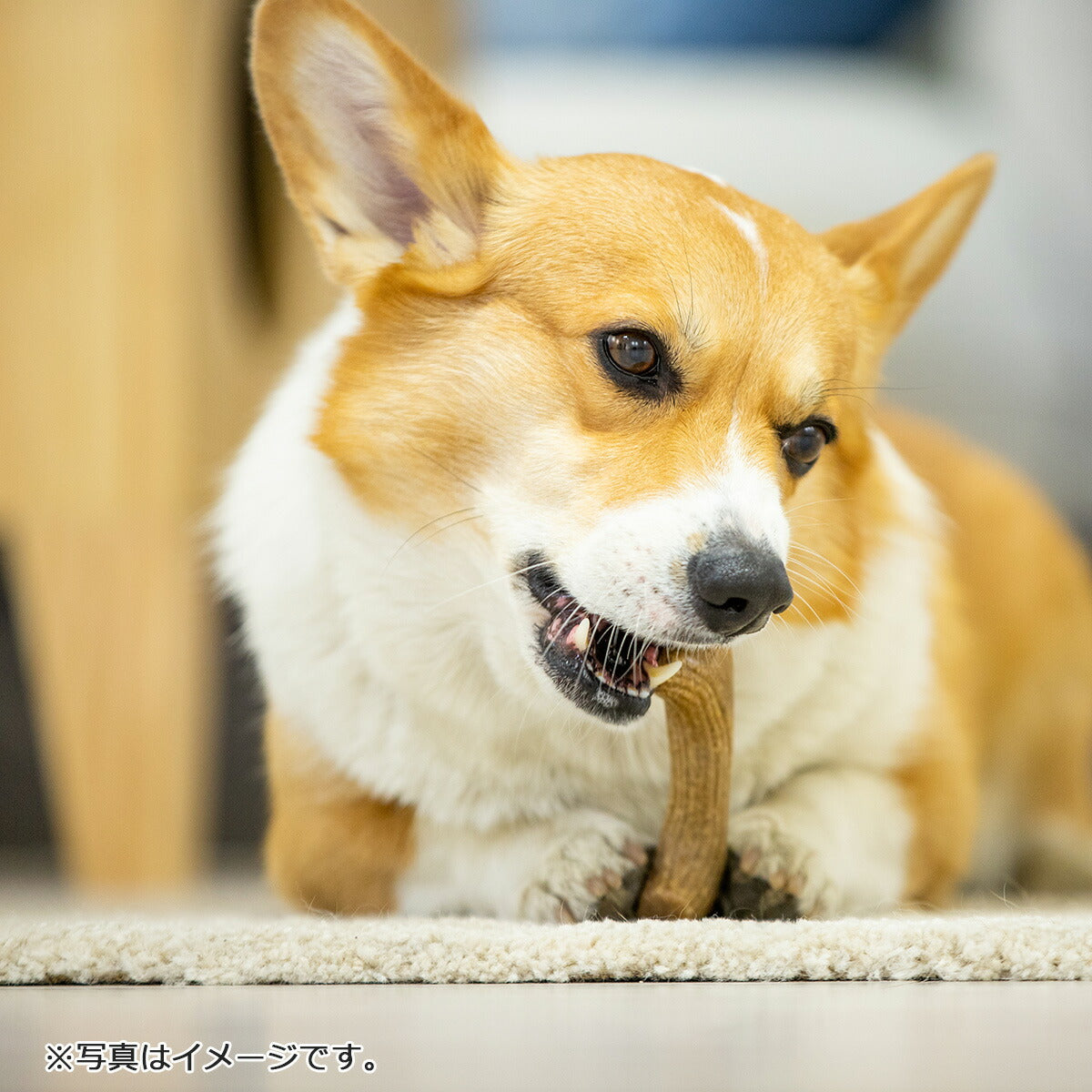 GiGwi パーフェクトアントラー XS 犬のおもちゃ 噛む