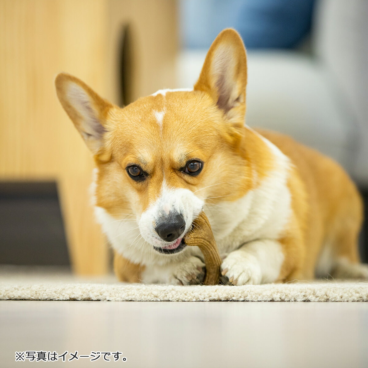 GiGwi パーフェクトアントラー XS 犬のおもちゃ 噛む