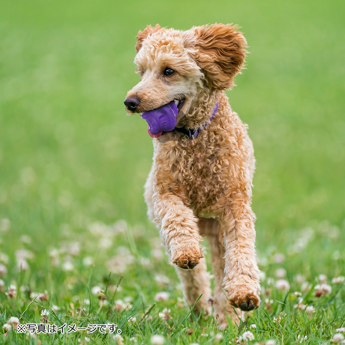 GiGwi ローリングベルボール 犬のおもちゃ 噛む