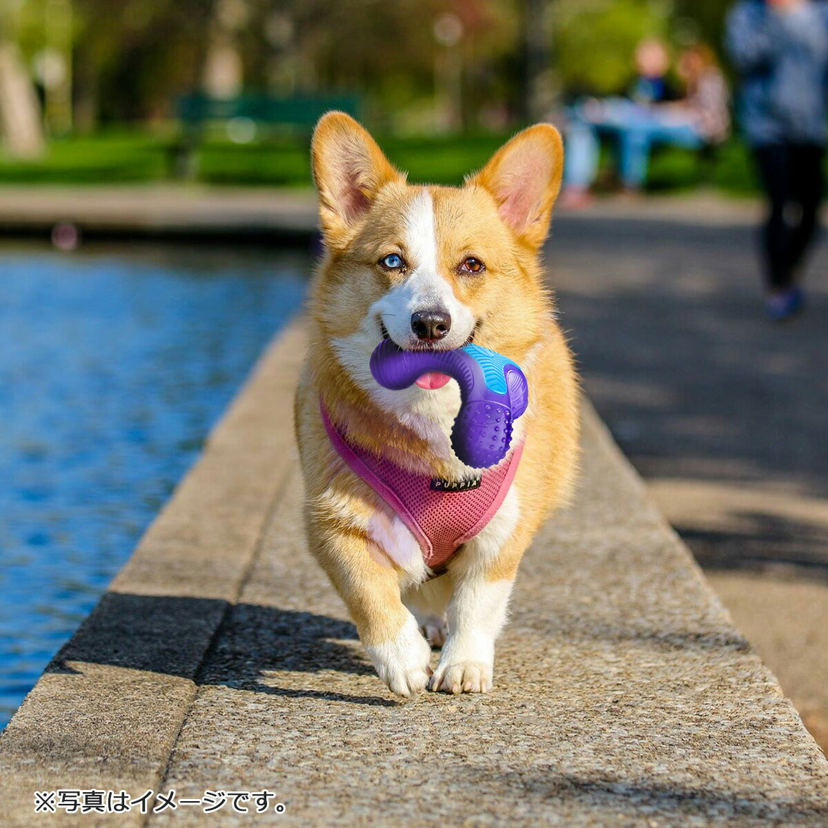 GiGwi マルチサウンズボーン 犬のおもちゃ 噛む