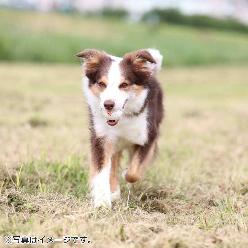 GiGwi ポップパル S 犬のおもちゃ ボール