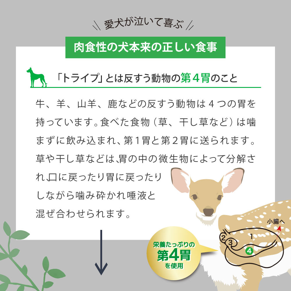 ニュートライプ GFドライ ドッグ ビーフ&サーモン with グリーントライプ 200g×12袋【送料無料】 グレインフリー 穀物不使用 犬 ドッグフード 無添加
